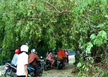 Sebuah pohon menimpa kawasan Jembatan Soekarno-Hatta Kuala Pembuang baru-baru ini.