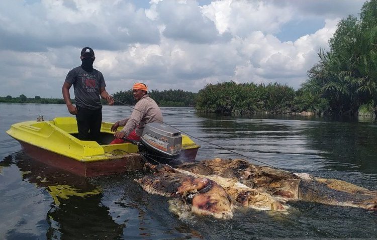 Bangkai babi ditemukan di Danau Siombak, Kota Medan, Sumatera Utara