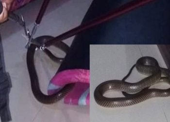 Petugas Dinas Damkar dan Penyelamatan Kotim menangkap ular besar yang masuk rumah warga di Perumahan Arjuno 1 Jalan Tjilik Riwut, Senin (23/12/2019)