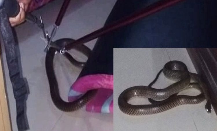 Petugas Dinas Damkar dan Penyelamatan Kotim menangkap ular besar yang masuk rumah warga di Perumahan Arjuno 1 Jalan Tjilik Riwut, Senin (23/12/2019)