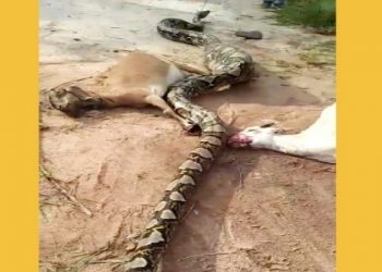 Dua ekor kambing mati, sedangkan satu ekor lainnya sudah ditelan oleh ular piton raksasa yang menyerang kandang kambing milik warga Desa Bagendang Permai, Kamis (12/12/2019)