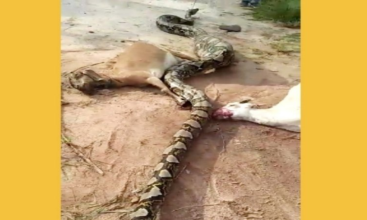 Dua ekor kambing mati, sedangkan satu ekor lainnya sudah ditelan oleh ular piton raksasa yang menyerang kandang kambing milik warga Desa Bagendang Permai, Kamis (12/12/2019)
