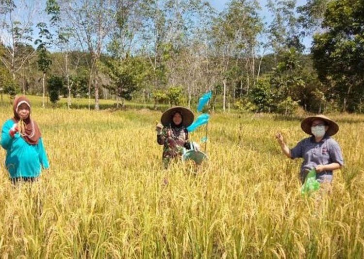 Poktan Suka Maju bersama PPL BPP Tewah Rori (kanan) saat panen padi, di Kelurahan Tewah, Kecamatan Tewah,Selasa (31/3/2020)