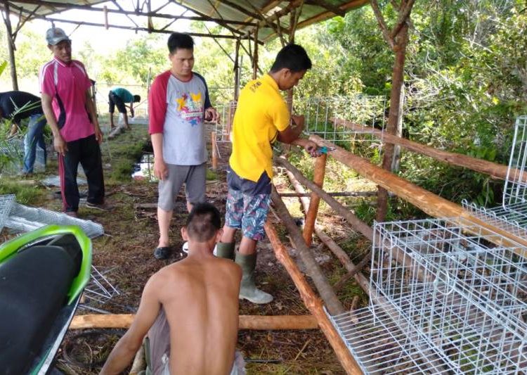 Sejumlah peternak ayam di Barito Timur tengah membuat kandang