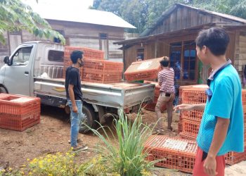 Pengelolaan usaha peternakan ayam petelur Pemerintah Desa Kalamus Kecamatan Paku Kabupaten Barito Timur