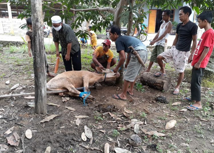 Pemotongan hewan kurban, bantuan Pemkab Barito Timur khusus untuk wartawan