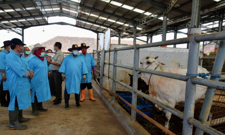 Plt. Gubernur Lakukan Peninjauan di Loka Penelitian Sapi Potong Grati