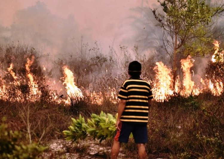 Ilustrasi, kebakaran lahan. (Foto: net)