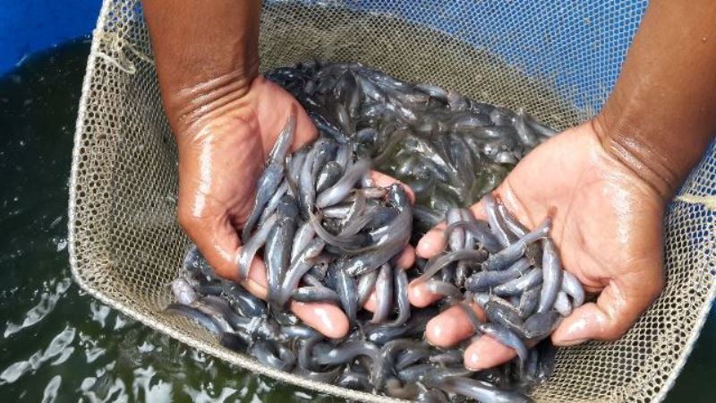 Tahun Ini, Pemkab Gumas Akan Salurkan Bantuan 252.900 Benih Ikan