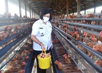 Wakil Bupati Gunung Mas, Efrensia LP Umbing melakukan panen pedana telur dari peternakan ayam petelur yang dikelola Kelompok Tani Bina Setia Desa Hurung Bunut