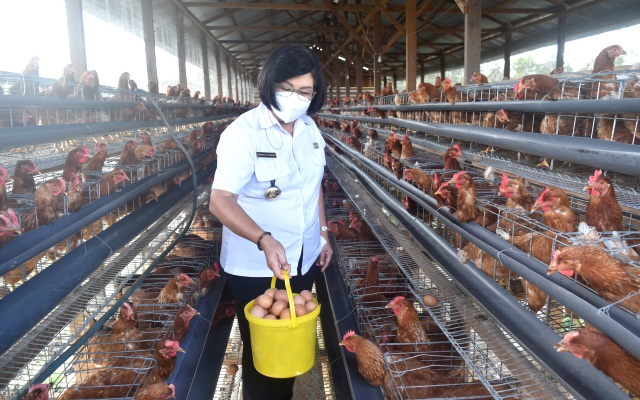 Wakil Bupati Gunung Mas, Efrensia LP Umbing melakukan panen pedana telur dari peternakan ayam petelur yang dikelola Kelompok Tani Bina Setia Desa Hurung Bunut