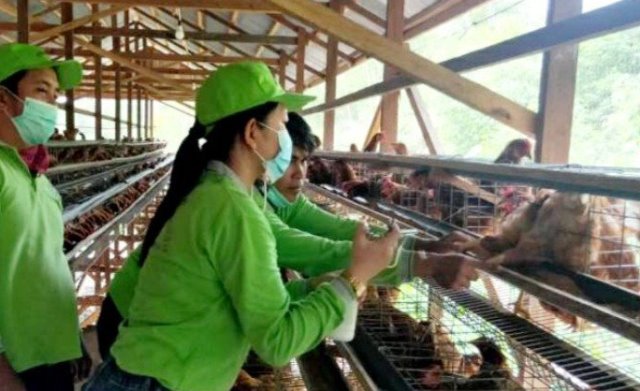 pemberian vaksin ayam petelur