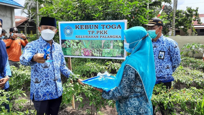 Wali Kota Palangka Raya, Fairid Naparin saat melakukan panen cabai dan ikan yang berada di mini kebun dan mini kolam TP PKK Kelurahan Palangka