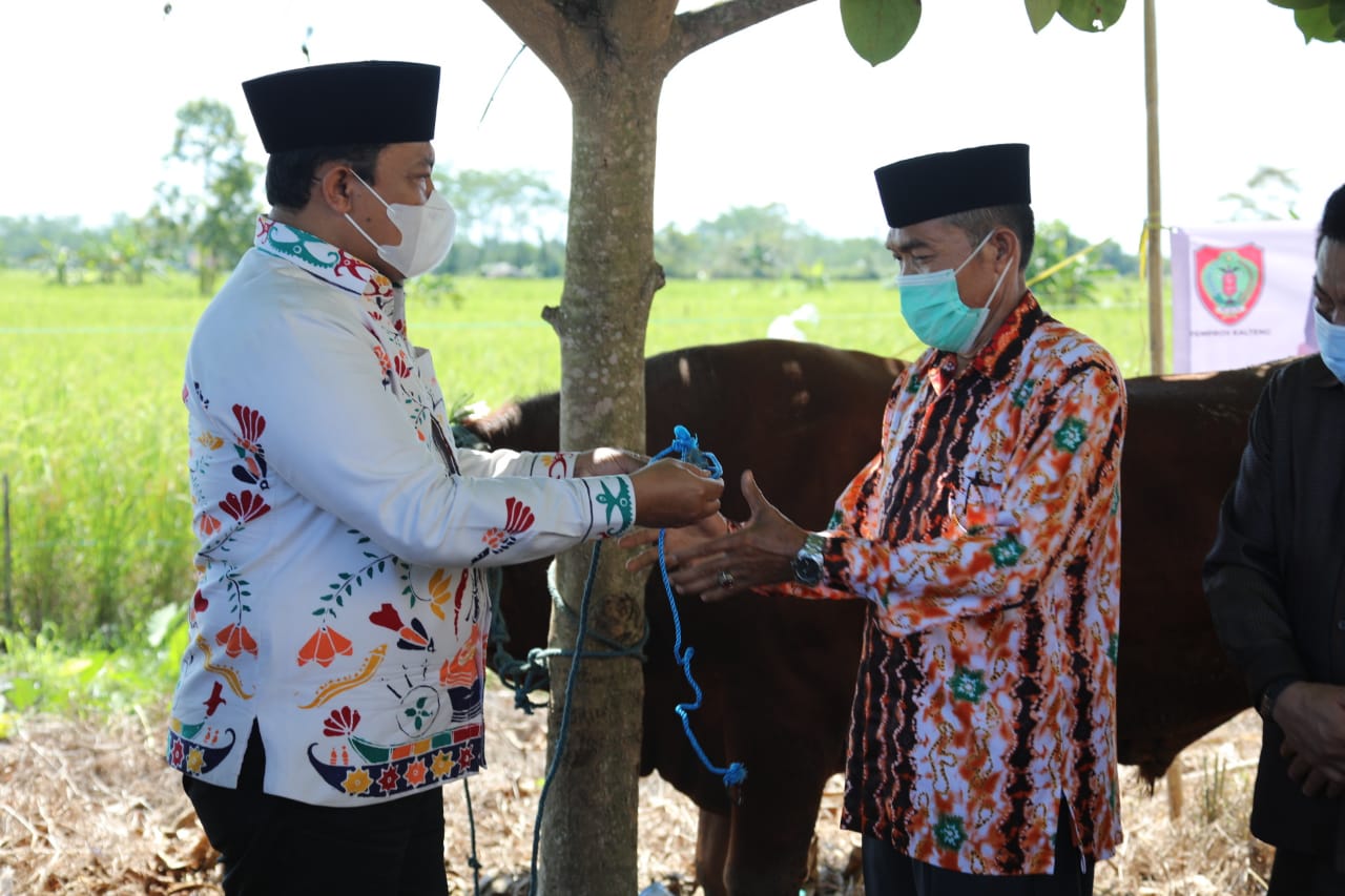 Wagub H. Edy Pratowo saat menyerahkan bantuan hewan kurban di Pulang Pisau