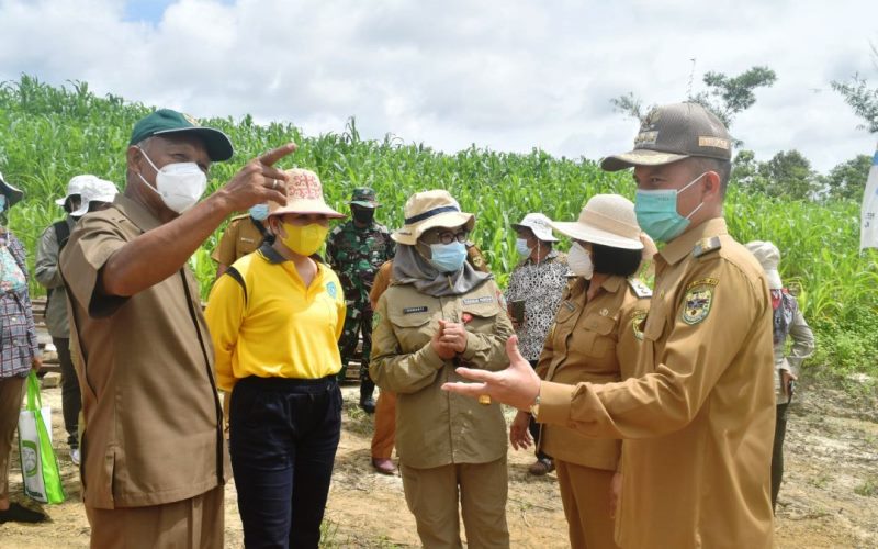 Pemkab Gumas melakukan pengembangan jagung hibrida seluas 300 hektar