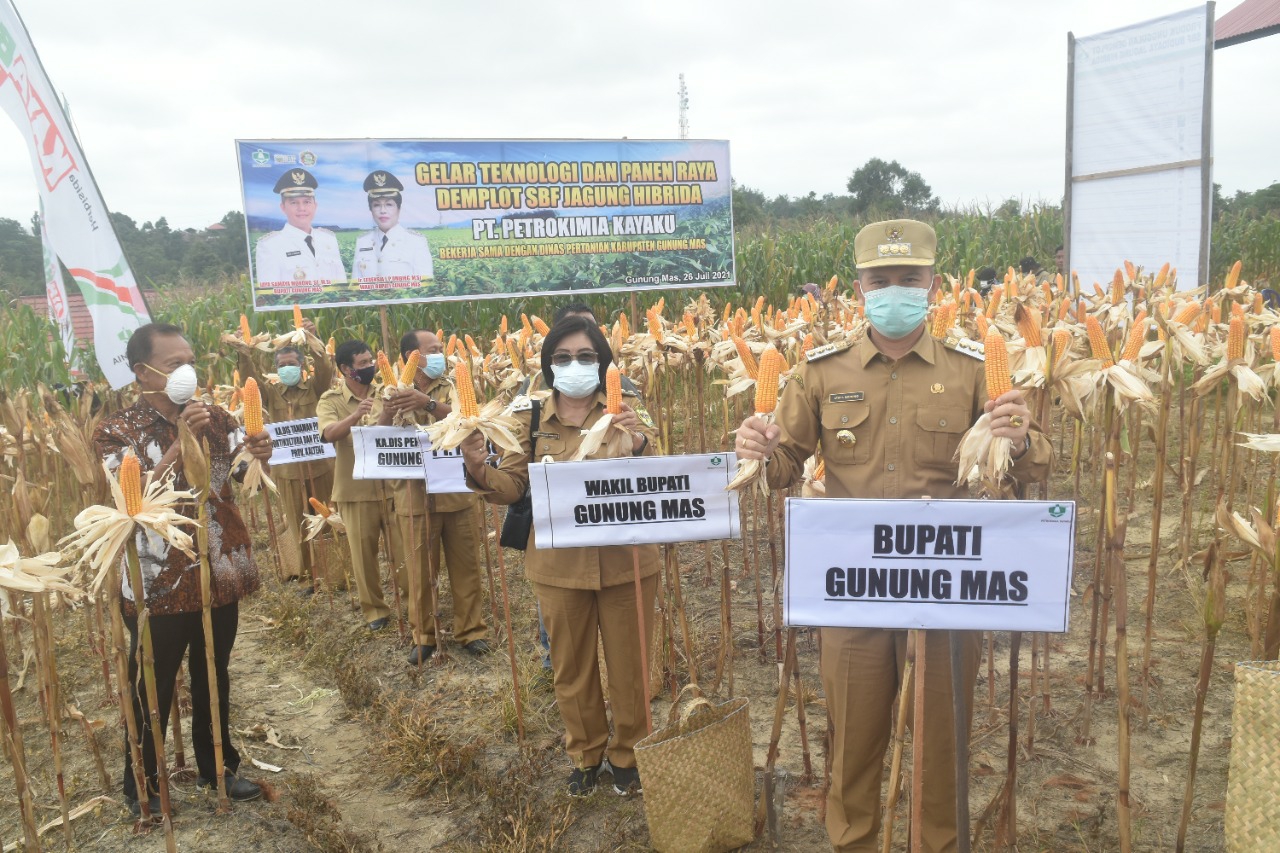 Bupati Gunung Mas Jaya Samaya Monong dan Wakil Bupati Gunung Mas Efrensia L.P. Umbing dalam kegiatan gelar teknologi dan panen jagung hibrida kerja sama antara Dinas Pertanian Kabupaten Gunung Mas dengan PT. Petrokimia Kayaku Tahun 2021 di lahan milik Kelompok Tani (poktan) Sejahtera, Kecamatan Kurun, Senin (26/7/2021)