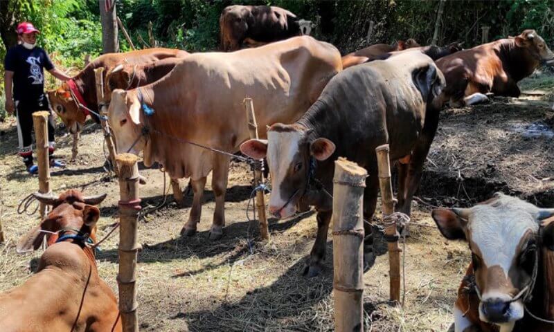 daging kurban iduladha