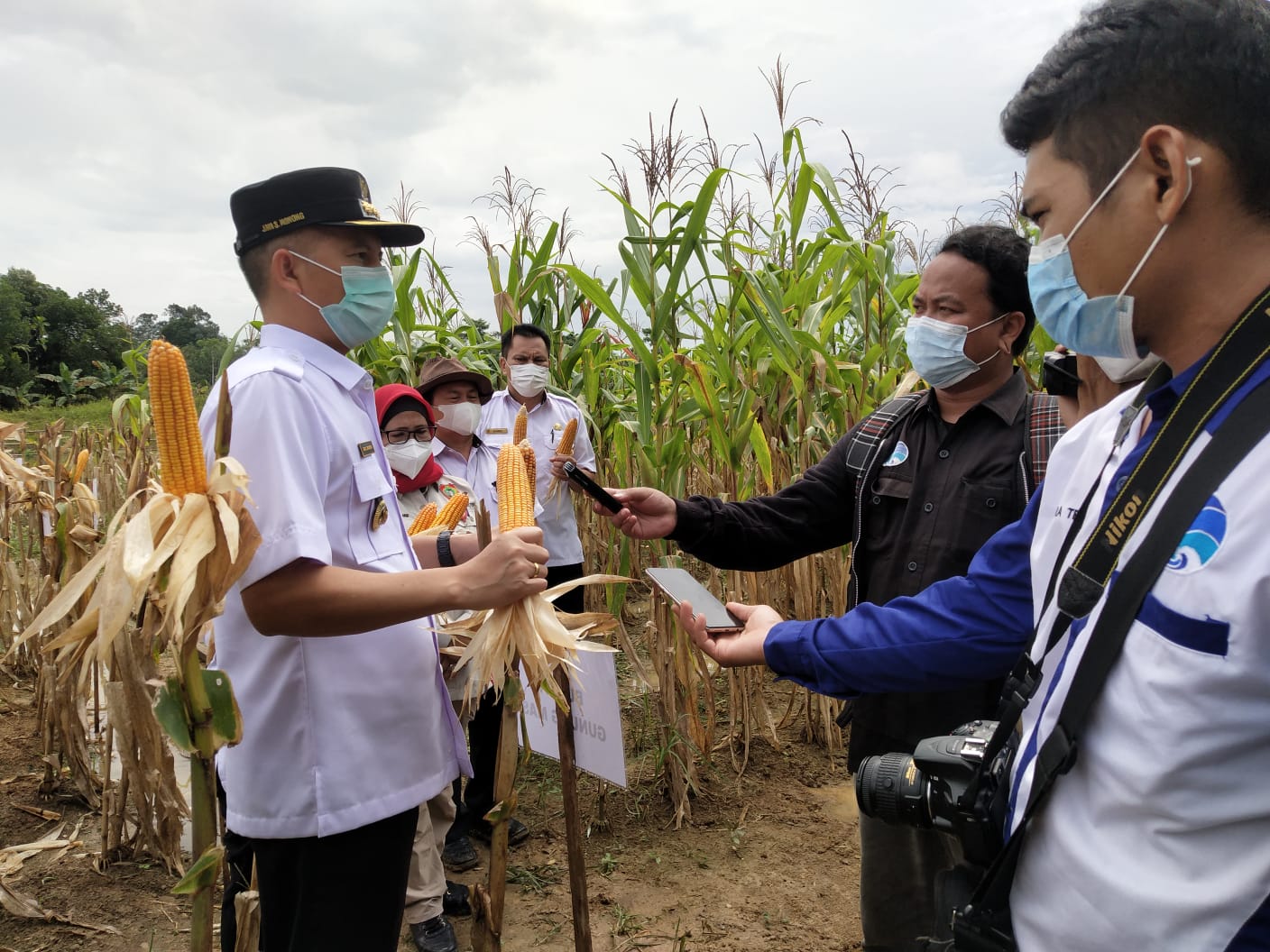 Bupati Gunung Mas Jaya Samaya Monong saat mengikuti kegiatan Gerakan Aksi Panen Raya Jagung Nusantara se-Indonesia, bersama Kementerian Pertanian secara virtual di Lahan Perkebunan Kelompok Tani Biwit Jaya yang berlokasi di Kelurahan Tewah Kecamatan Tewah, Rabu (29/9/2021)