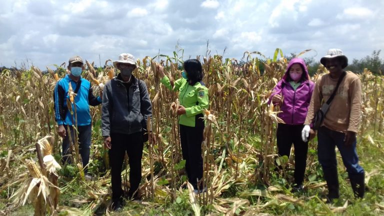 Peninjauan lokasi Perkebunan Jagung Pakan Ternak yang ditanam dan dikelola oleh Kelompok Tani Taniran Makmur, di Jalan Padat Karya km 35 Kelurahan Taniran, Kecamatan Benua Lima, Kabupaten Barito Timur