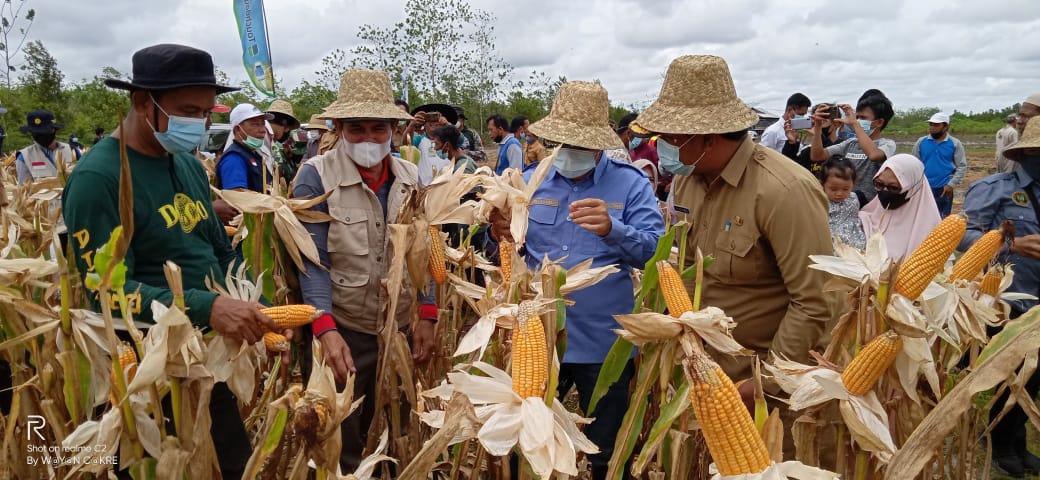 Bupati Barito Timur Ampera AY Mebas saat melakukan panen dan penanaman perdana di Taniran, Kecamatan Benua Lima, Kabupaten Barito Timur, Selasa (2/11/2021)