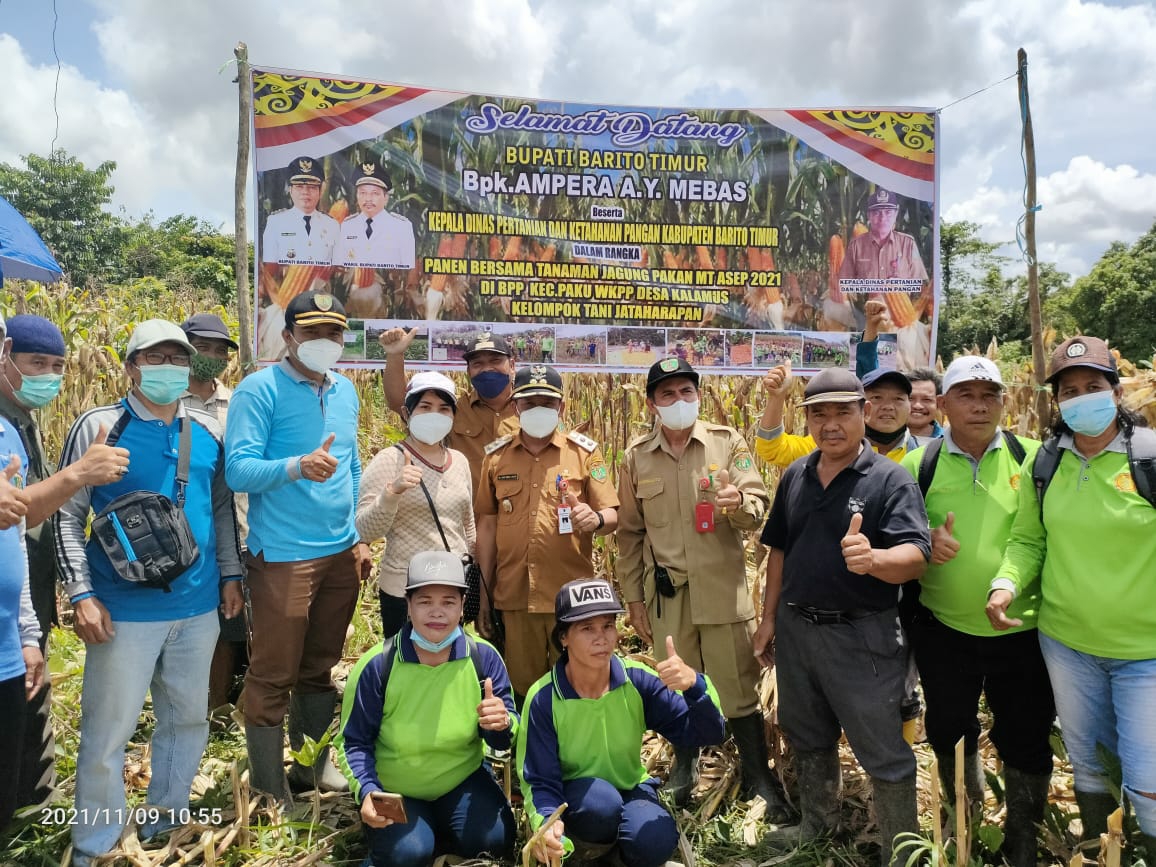 Wakil Bupati Barito Timur Provinsi Kalimantan Tengah Habib Said Abdul Saleh bersama sejumlah warga secara saat melakukan panen perdana Jagung Pakan Ternak yang ditanam dan dikelola oleh Kelompok Tani Jata Harapan Desa Kalamus Kecamatan Paku Kabupaten Barito Timur