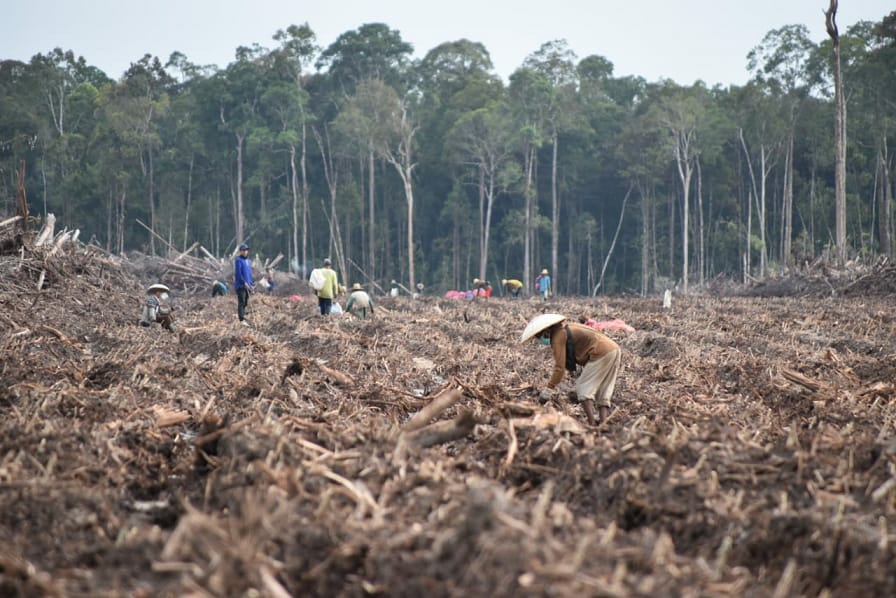 Penanaman singkong di lokasi pengembangan Food Estate di Kabupaten Gunung Mas (Sumber : MMCKalteng) 