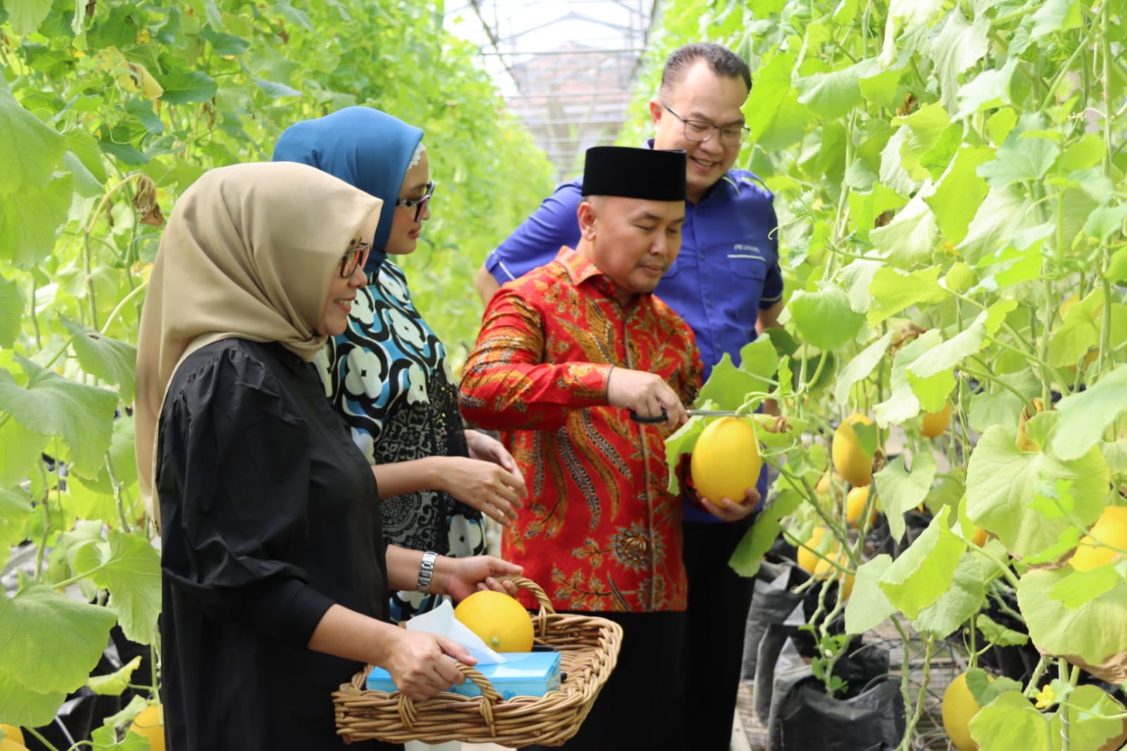 meninjau perkebunan melon