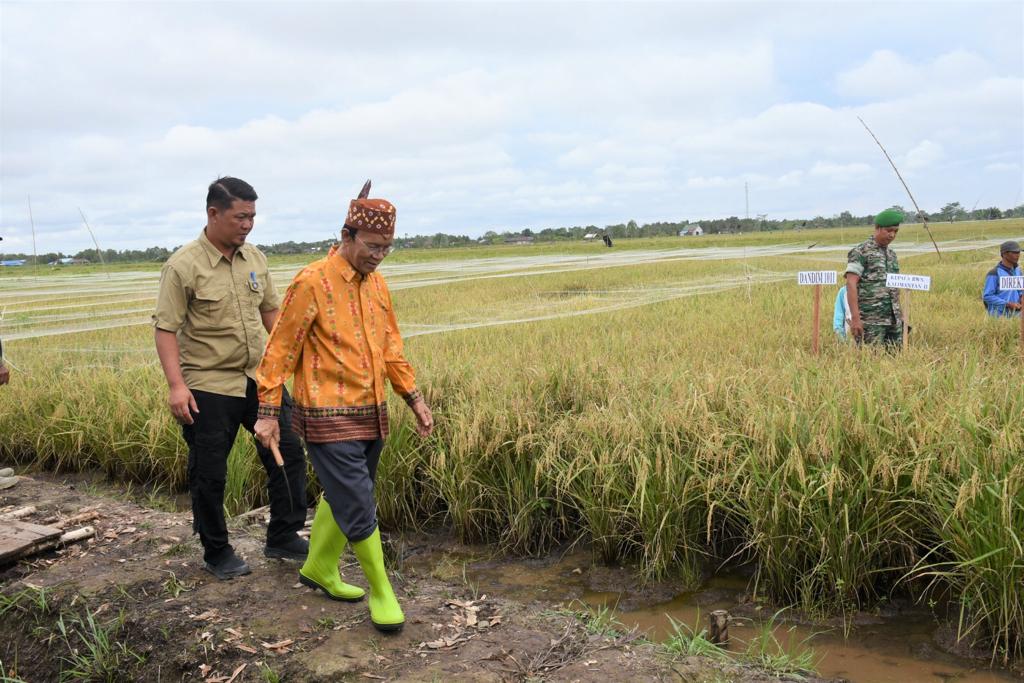 panen padi