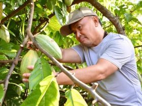 Gubernur Kalimantan Tengah (Kalteng), H. Sugianto Sabran, menyatakan dukungannya terhadap pengembangan Daerah Aliran Sungai (DAS) Barito sebagai pusat produksi kakao.