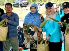 acara tanam cabai rawit dan cabai besar bersama yang digelar oleh Dinas Pertanian Barito Utara dan TP PKK Barito Utara berlangsung lancar.